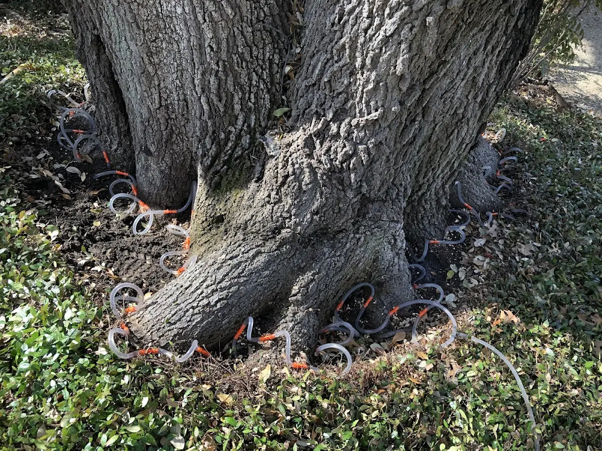 Detailed Tree Cabling and Bracing job site in Niles
