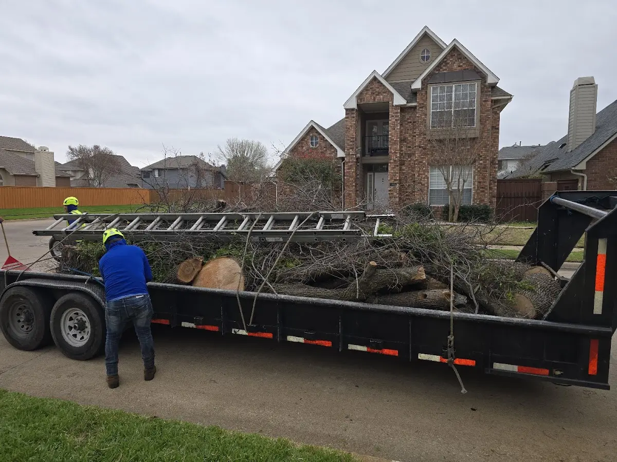 Expert Tree Pest Control with proper safety equipment in Niles